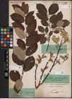 Foto von Salix caprea L.